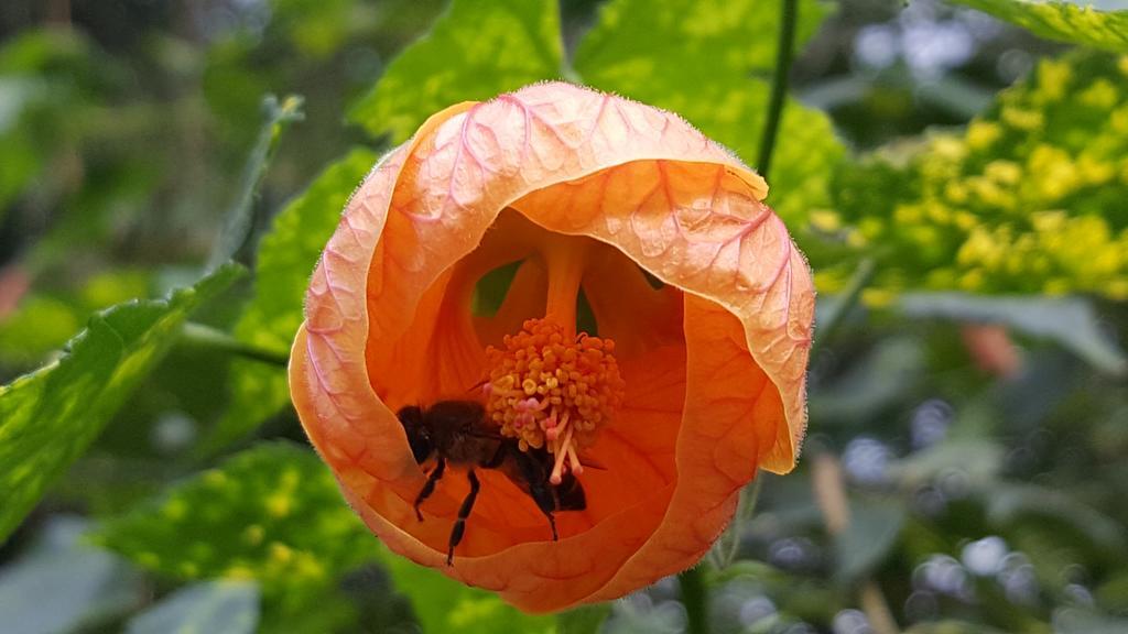 فيلا Old Nectar ستيلينبوش المظهر الخارجي الصورة